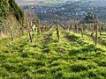 Vineyards in the Zellertal