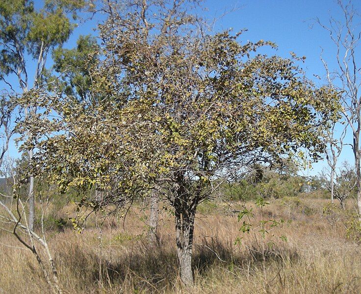 File:Zizyphus mauritiana tree.jpg