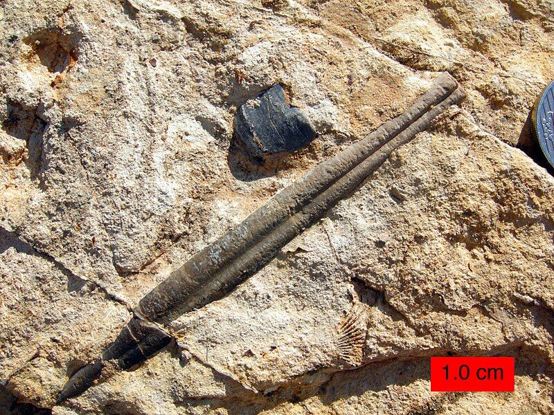 File:ZoharBelemnite.JPG