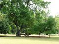 The Tembusu tree (Cyrtophyllum fragrans), featured on the back of the Singaporean five-dollar bill, at Lawn E, Singapore Botanic Gardens