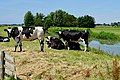 Cows in the field