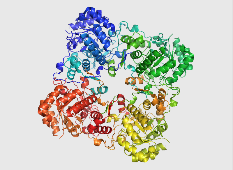 File:1PVN IMPDH Homotetramer.png