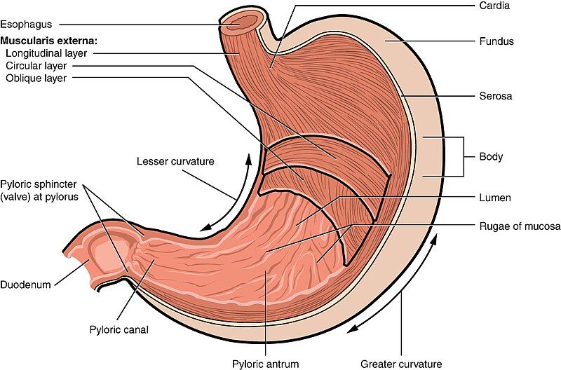 File:2414 Stomach.jpg