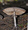 1. Possibly Macrolepiota procera