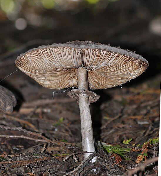 File:Agaricales mushroom.JPG