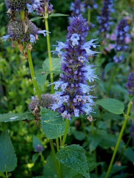 File:Agastache foeniculum02.jpg