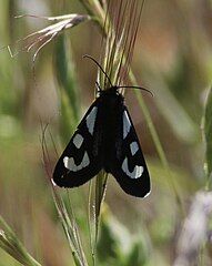 Wings at rest