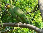 A green parrot with yellow cheeks and a black face