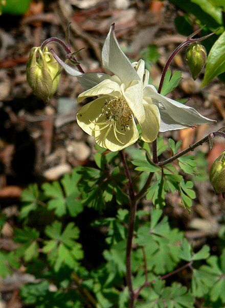 File:Aquilegia fragrans 1.jpg