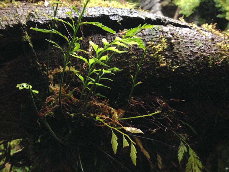 File:Asplenium appendiculatum log.jpg