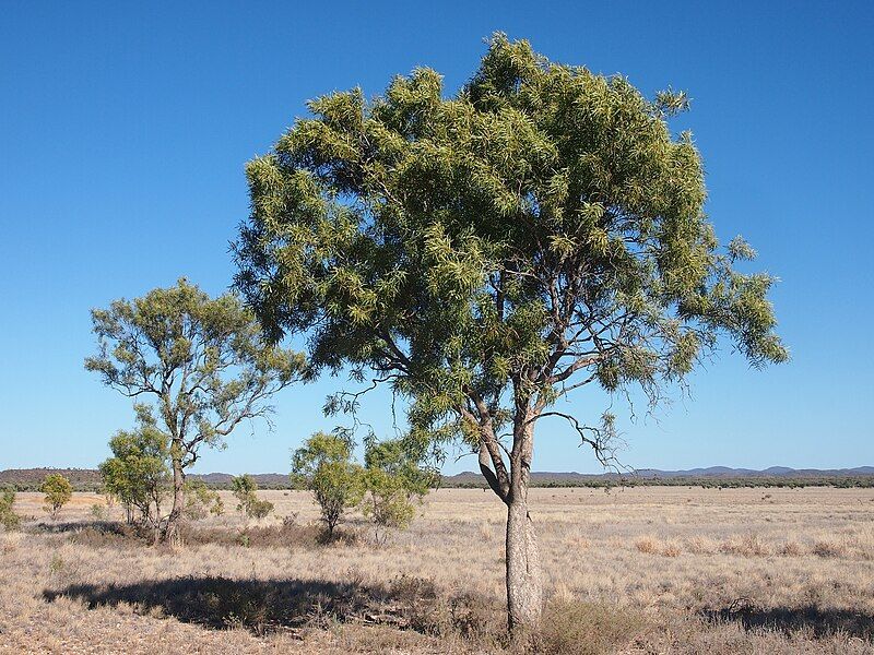 File:Atalaya hemigluaca.jpg