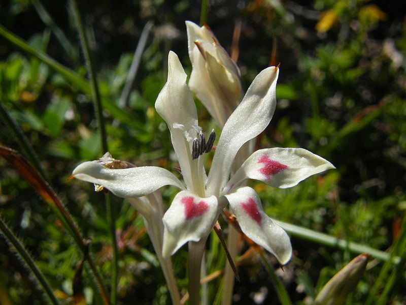 File:Babiana tubiflora.JPG