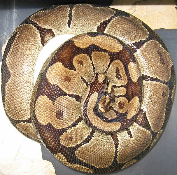 File:BallPythonWithClutch.jpg