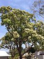 Flowering tree