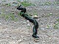 Adult black rat snake, Pantherophis obsoletus, often confused with the northern black racer