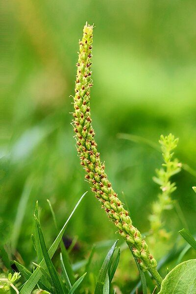 File:Broadleaf Plantain Spike.jpg