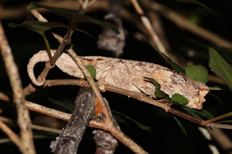 File:Brookesia brygooi 63390800.jpg