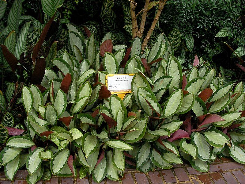 File:Calathea picturata 'Argentea'.jpg