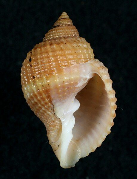 File:Cancellaria decussata.JPG