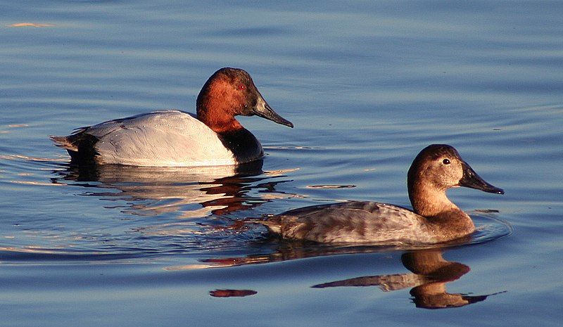 File:Canvasback pair2.jpg