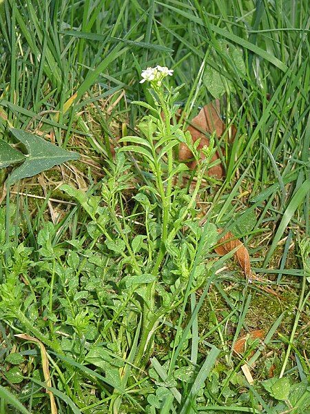 File:Cardamine flexuosa001.jpg