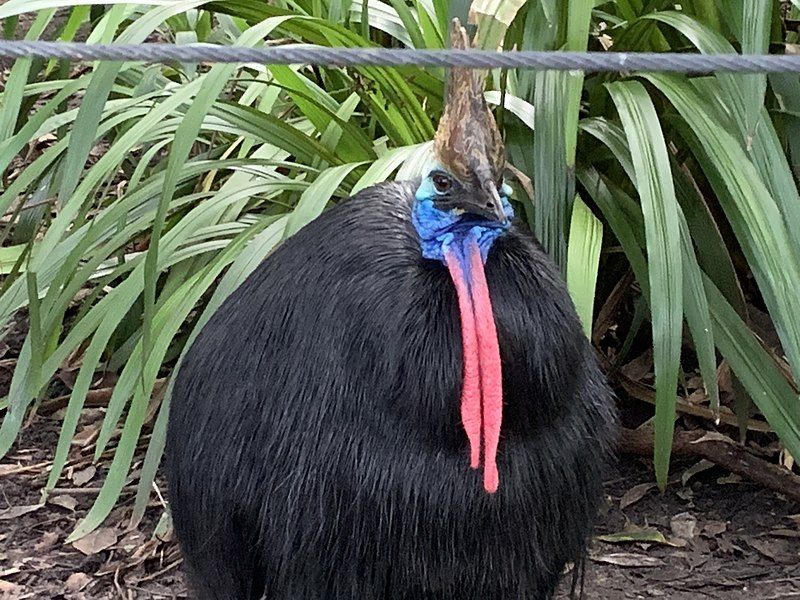 File:Cassowary Snapshot.jpg