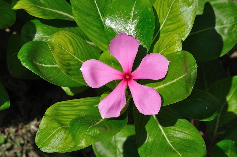 File:Catharanthus roseus 6576.JPG