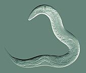 Nematoda (Caenorhabditis elegans)