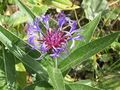 Centaurea montana close-up