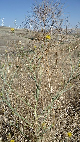 File:Centaurea solstitialis 2.jpg