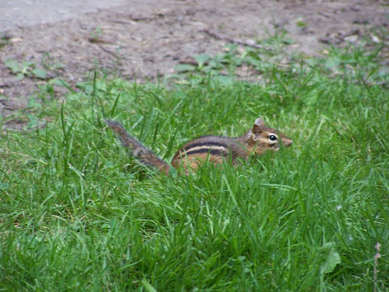 File:Chipmunkthinking.jpg