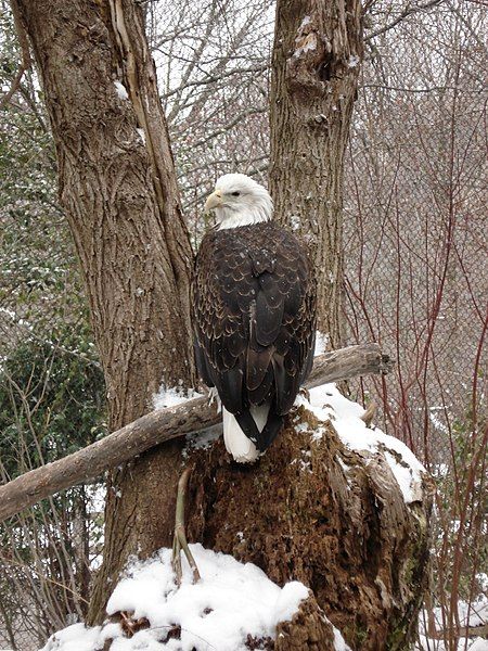 File:ClevelandZooBaldEagle.jpg