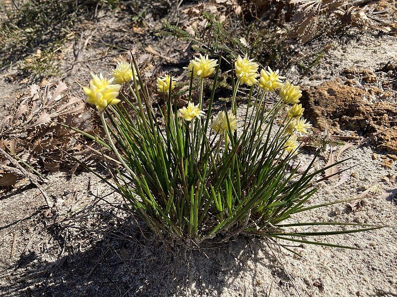 File:Conostylis seminuda habit.jpg