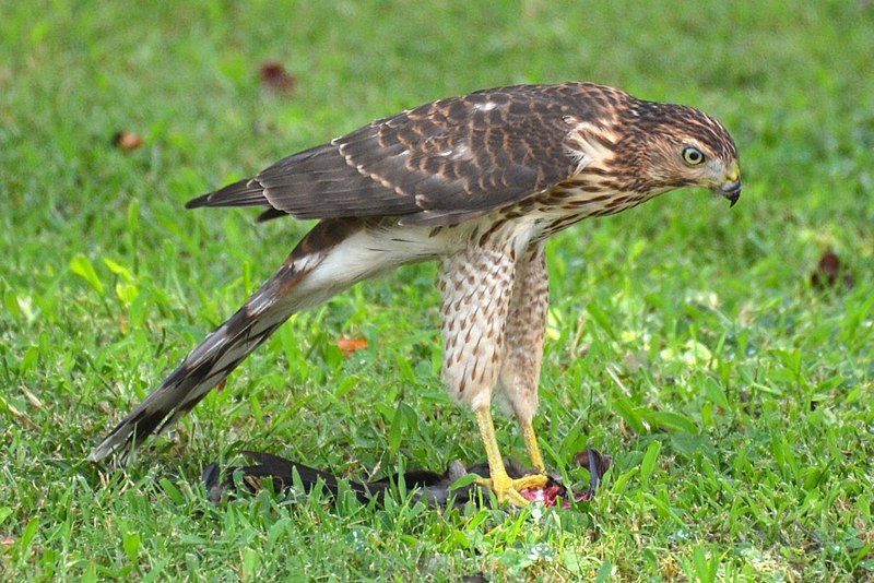 File:Coopers Hawk (6060494308).jpg