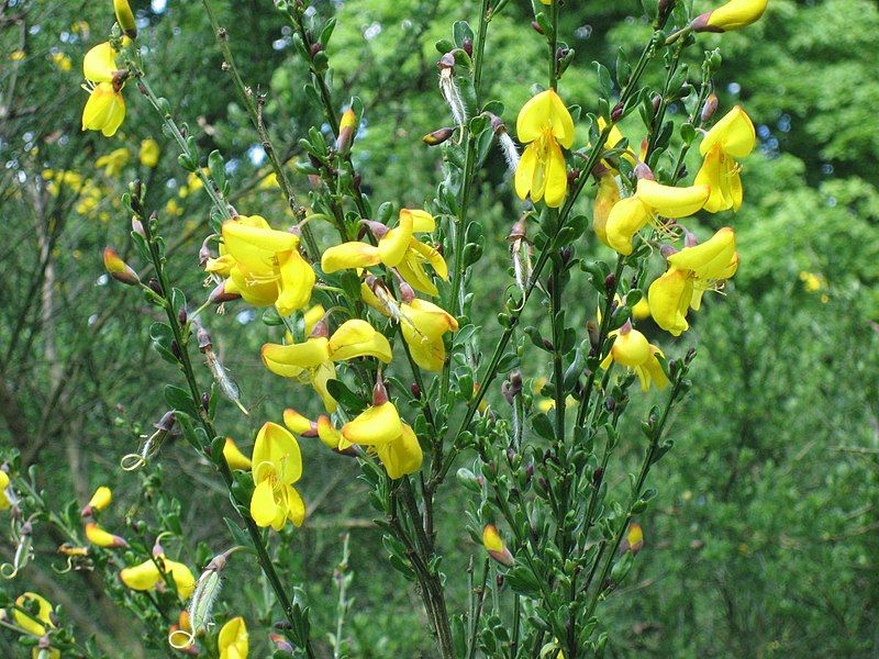 File:Cytisus scoparius3.jpg