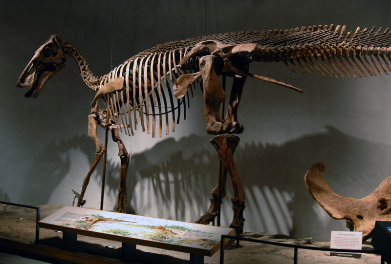 File:DMNS Edmontosaurus.png