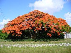 Delonix regia