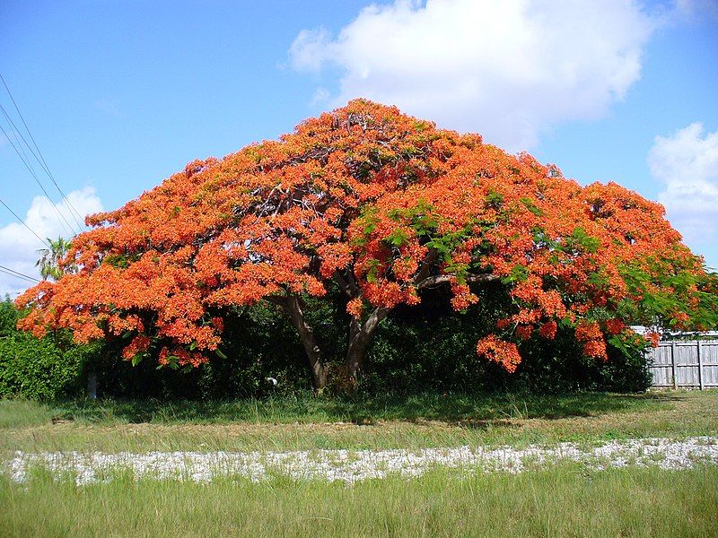 File:Delonix regia 01.jpg