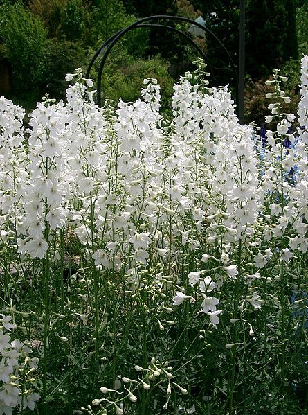 File:Delphinium cv1.jpg