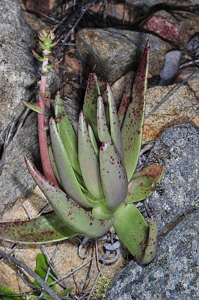 File:Dudleya ingens 38195983.jpg