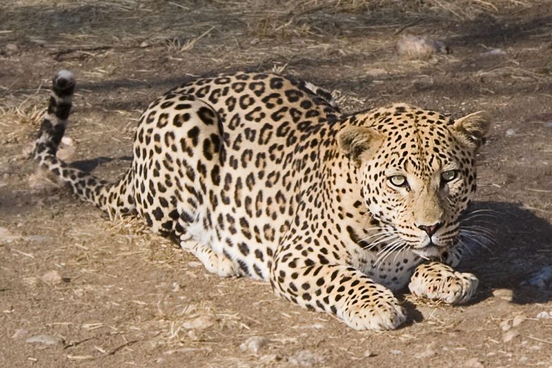 File:Duesternbrook Leopard.jpg