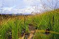 The grasses in the heathland and chaparral zones can grow very tall. They often burn, despite the ground usually being waterlogged.