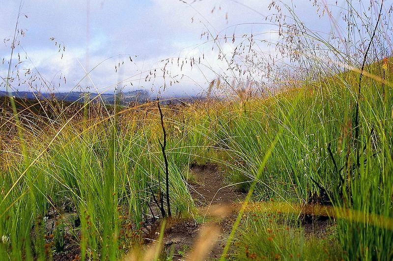 File:Elephant grass.jpg