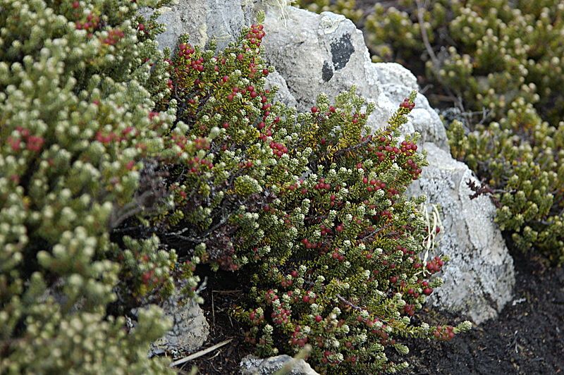 File:Empetrum rubrum falklands.jpg