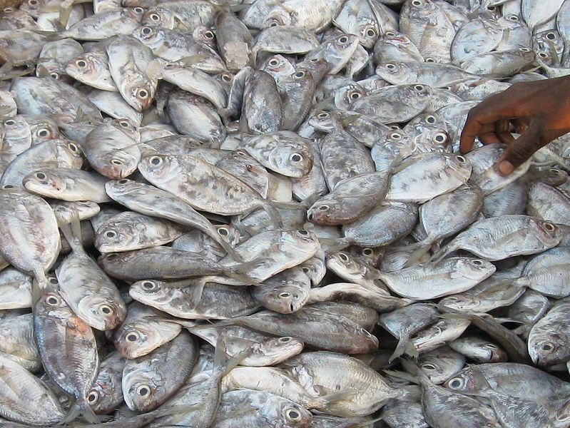 File:FalseTrevally 2.jpg