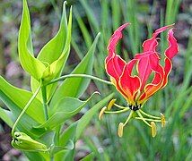 The national flower along the edges of the dam.