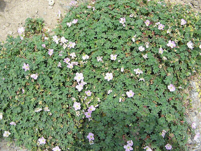 File:Geranium cinereum001.jpg