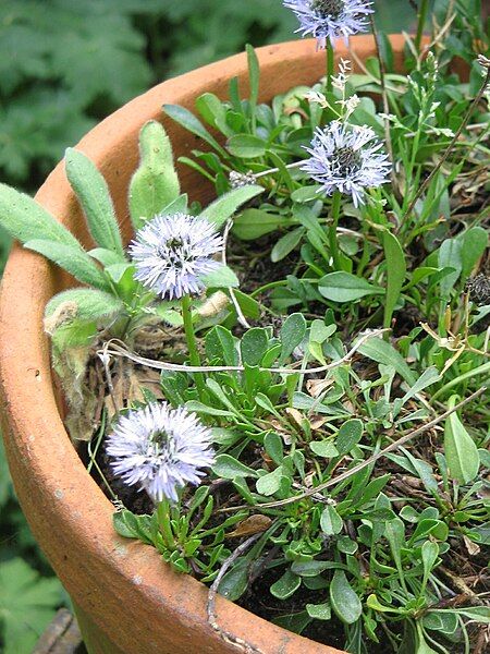 File:Globularia nana 01.jpg