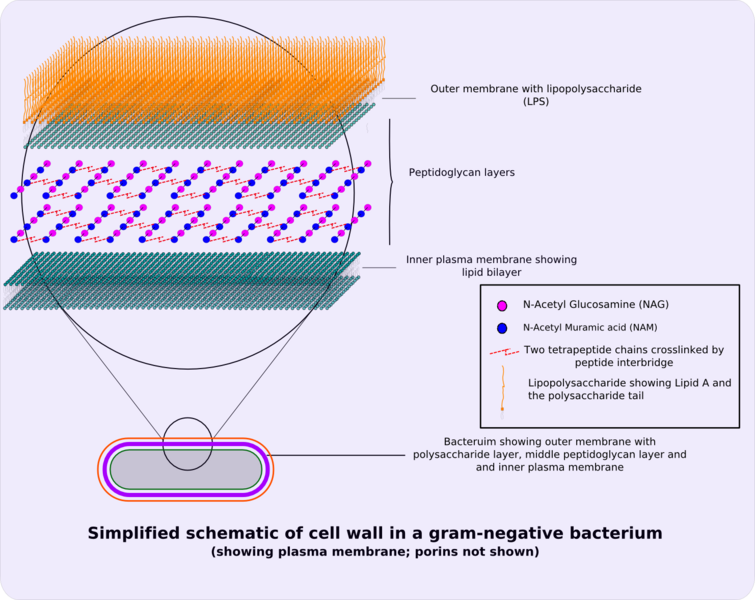 File:Gram-negative cellwall-schematic.png