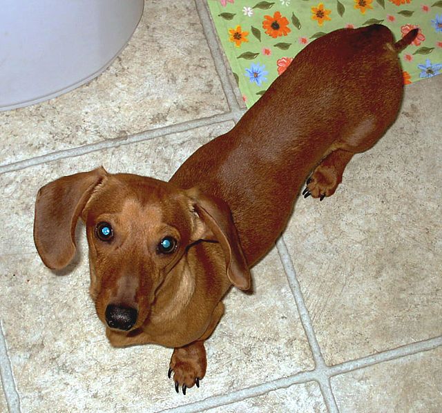 File:GusDachshund.jpg